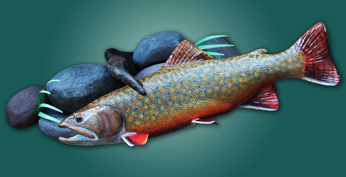 Brook trout